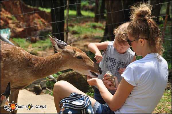 Paradise Park Farm на Самуи