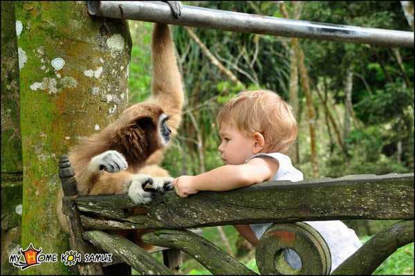 Paradise Park Farm на Самуи