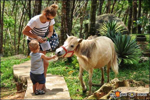 Paradise Park Farm на Самуи