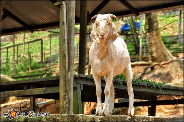 Paradise Park Farm на Самуи