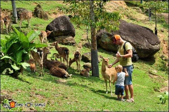 Paradise Park Farm на Самуи