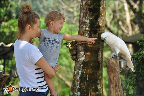Paradise Park Farm на Самуи