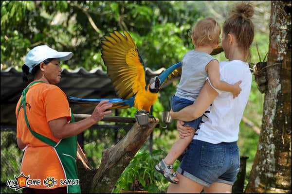Paradise Park Farm на Самуи