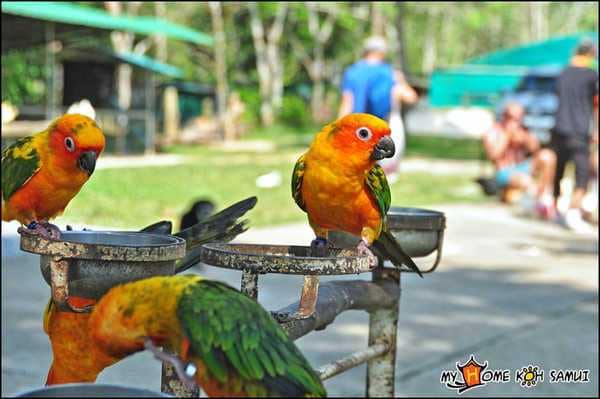Paradise Park Farm на Самуи