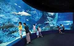 Океанариум Siam Ocean World в Бангкоке: панорамный аквариум с акулами, скатами и рыбами