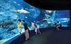 Океанариум Siam Ocean World в Бангкоке с тематическими зонами и морскими обитателями